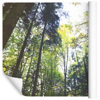 Fototapeta Las ZIELEŃ Natura Drzewa do Sypialni 90x60