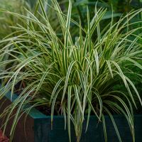 Turzyca Morrowa 'Ice Dance' (Carex morrowii) Doniczka 2.0L