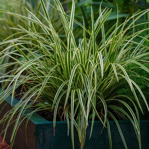 Turzyca Morrowa 'Ice Dance' (Carex morrowii) Doniczka 2.0L na Arena.pl