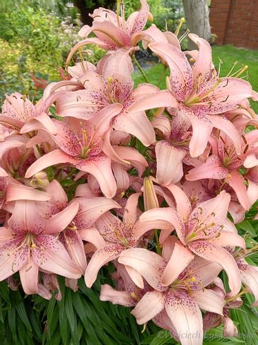 Lilia azjatycka Sorocaba na taras i balkon na Arena.pl