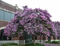 LAGERSTROEMIA jasnoróżowa bez południa - sadzonki 120 / 150 cm