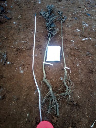 DĄB czerwony - sadzonki 50 / 70 cm na Arena.pl