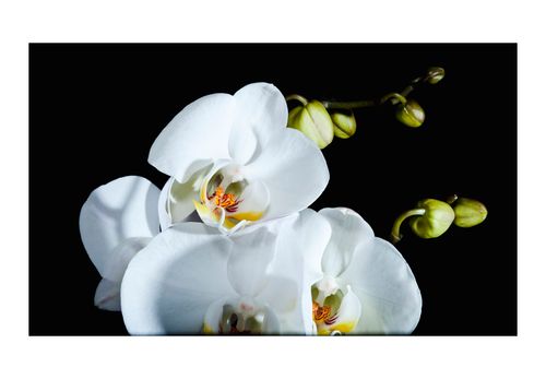 Fototapeta - Phalaenopsis 450x270 na Arena.pl