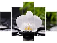 70 100CM OBRAZ 5 ELEM BIAŁA ORCHIDEA DRUK PŁÓTNO