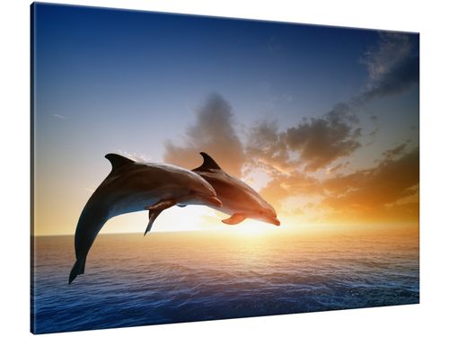 Obraz Delfiny 100x70 WZORY na Arena.pl