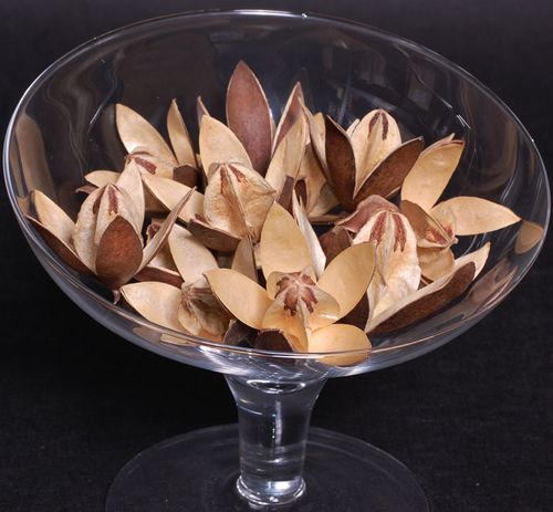 Lilia wild na Arena.pl