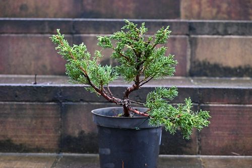 Jałowiec chiński Shimpaku - Juniperus chinensis 0067 na Arena.pl