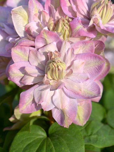 Powojnik Clematis Innocent Blush ® C2 E na Arena.pl