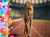 Puzzle tradycyjne Zwierzęta - Gepard