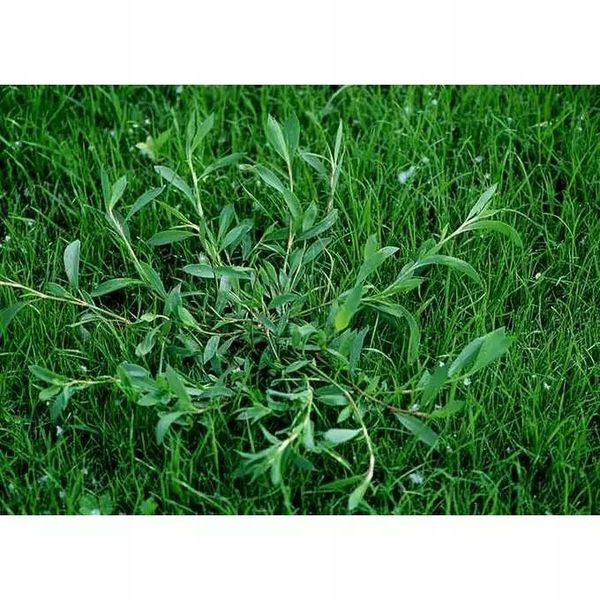 Roundup 360 SL Plus 5l glifosat, herbicyd, perz zdjęcie 5