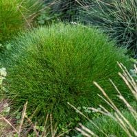 Kostrzewa Gautiera 'Pic Carlit' niedźwiedzie futro (Festuca gautieri)