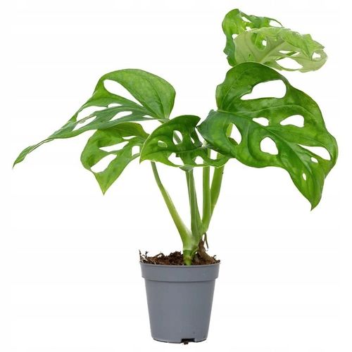 Monstera Dziurawa Adansonii JAK SZWAJCARSKI SER Monster Duże Liście na Arena.pl