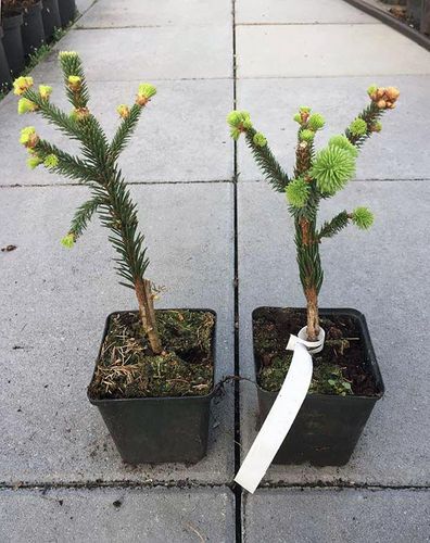 Świerk Lucky Strike P9 na Arena.pl