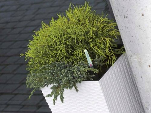 Doniczka RATO niska DRTS265L z wkładem | Umbra na Arena.pl