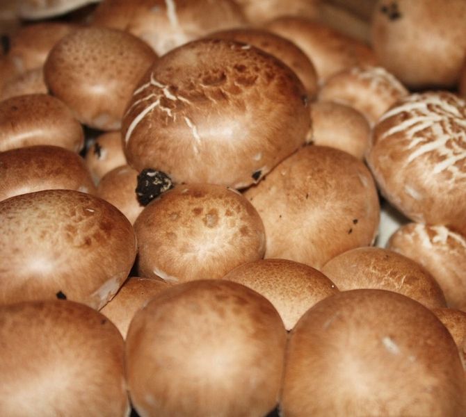Grzybnia Pieczarka brązowa 10 kg zdjęcie 1