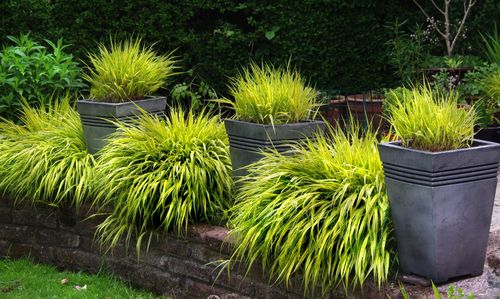 Hakonechloa smukła 'Aureola' (Hakonechloa macra) Doniczka 1.0L na Arena.pl