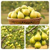 GRUSZA GENERAŁ BARDZO DUŻA I SMACZNA