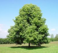 LIPA DROBNOLISTNA Tilia cordata NASIONA 300 sztuk - 10g.