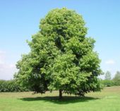 LIPA DROBNOLISTNA Tilia cordata NASIONA 300 sztuk - 10g.