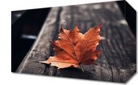 Obraz 30x20cm Pojedynczy Liść