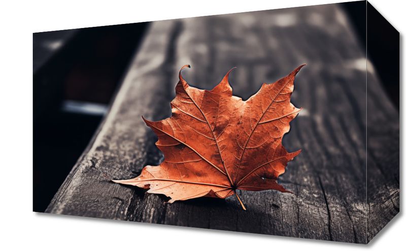 Obraz 30x20cm Pojedynczy Liść zdjęcie 1