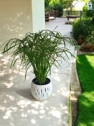 Papirus Cibora zmienna Cyperus alternifolius do Domu Ogrodu i Oczek na Arena.pl