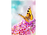 100 70CM OBRAZ PŁÓTNO MOTYL KWIATKACH PŁÓTNO RAMA