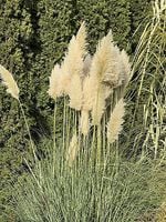 Trawa pampasowa Cortaderia selloana sadzonka efektowna trawa ozdobna