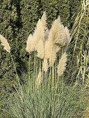 Trawa pampasowa Cortaderia selloana sadzonka efektowna trawa ozdobna