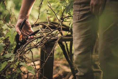 Sekator Ogrodniczy Fiskars P26 Singlestep 1000567 Nożyce do świeżych na Arena.pl