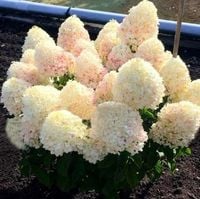 Hortensja Bukietowa DIAMANTINO 20-40cm Puszyste Kwiatostany