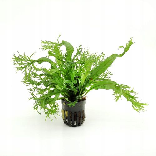 MICROSORIUM WINDELOV D roślina sadzonka do akwarium na Arena.pl