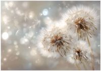 Fototapeta Na Flizelinie Do Sypialni Salonu Dmuchawce 250x175