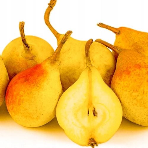 SADZONKI DRZEWKA OWOCOWE GRUSZA KLAPSA FAWORYTKA GIGANTYCZNE OWOCE na Arena.pl