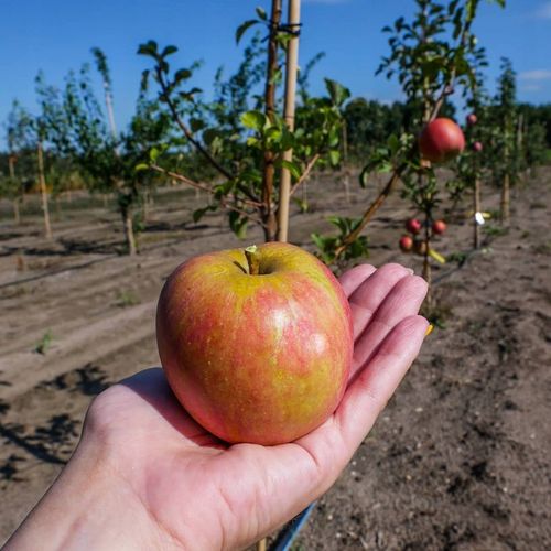 SADZONKI DRZEWKA OWOCOWE JABŁOŃ SZAMPION SŁODKA NAJLEPSZA I SOCZYSTA na Arena.pl