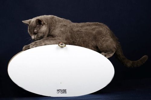 Drapak dla kota Roll na Arena.pl