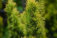 Cis pospolity David - Taxus baccata