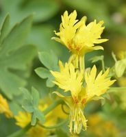 NASIONA Kwiatów Nasturcja Kanaryjska ŻÓŁTA 1g Kwiaty 414005