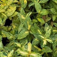 Trzmielina Fortune'a 'Golden Harlequin' Okrywowa Pstra (Euonymus fortunei)