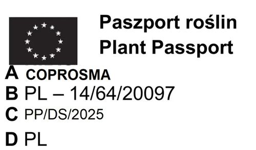 KOPROSMA ECLIPSE - sadzonki 10 / 20 cm na Arena.pl