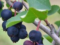 Świdośliwa olcholistna NORTHLINE Słodkie owoce Sadzonki w doniczkach