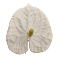 Anturium wyrobowe kremowe 24 szt 1675-3