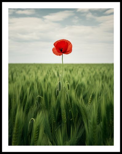 Plakat 50x65cm Samotny Mak na Polu na Arena.pl