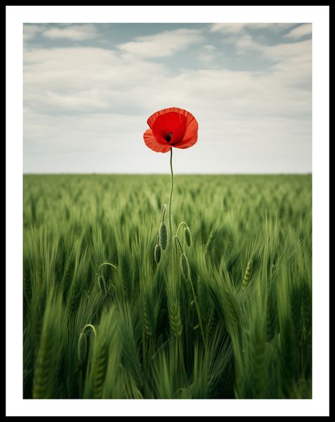 Plakat 50x65cm Samotny Mak na Polu zdjęcie 3