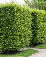 product-compare-60582613