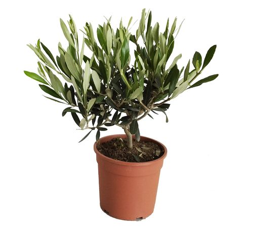 DRZEWKO OLIWNE (OLIWKA) 35 cm na Arena.pl