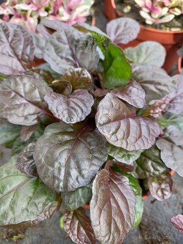 Dąbrówka rozłogowa Mahogany - Ajuga reptans na Arena.pl