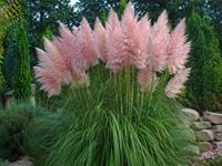 Trawa pampasowa różowa Cortaderia selloana Rosea sadzonka