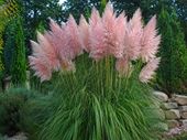 Trawa pampasowa różowa Cortaderia selloana Rosea sadzonka
