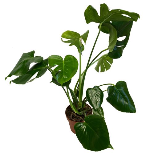 Filodendron MONSTERA 65 cm na Arena.pl